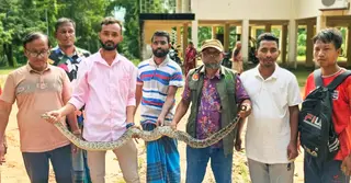 শেরপুরের গারো পাহাড় থেকে বার্মিজ পাইথন উদ্ধার